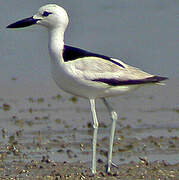 Crab-plover