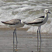 Crab-plover