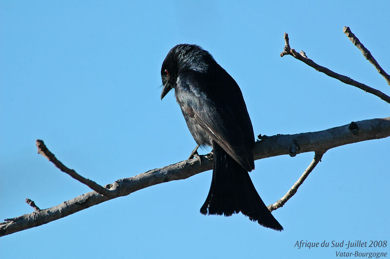 Fork-tailed Drongo