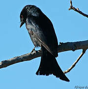 Fork-tailed Drongo