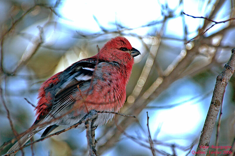 Pine Grosbeak