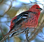 Pine Grosbeak