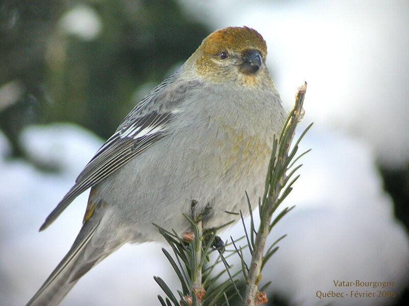 Pine Grosbeak female