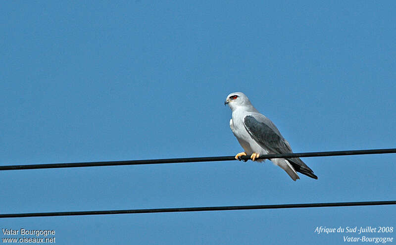 Black-winged Kiteadult, identification