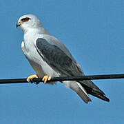 Black-winged Kite