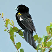 White-winged Widowbird