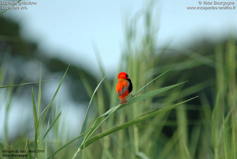 Southern Red Bishop