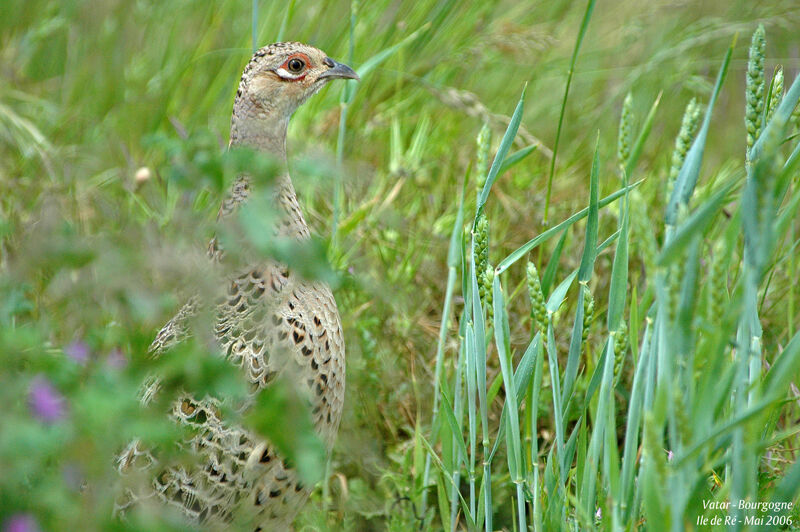 Common Pheasant female