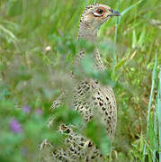 Common Pheasant