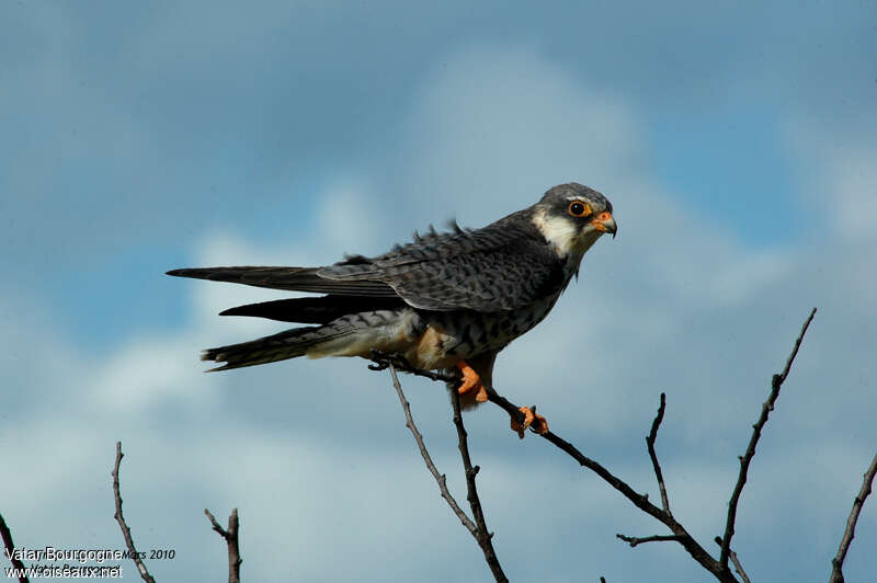 Amur Falcon male Second year, identification