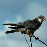 Amur Falcon