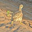 Francolin de Shelley