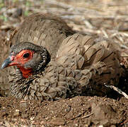 Francolin de Swainson