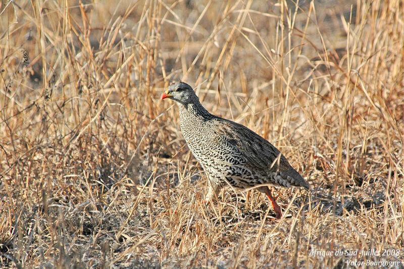 Natal Spurfowl