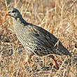 Francolin du Natal