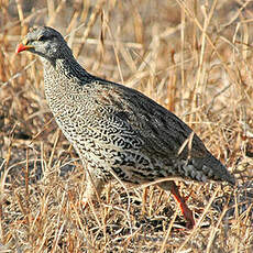 Francolin du Natal