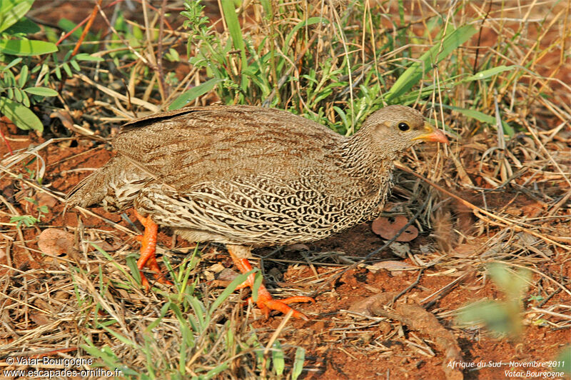 Francolin du Natal