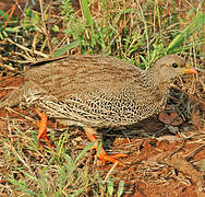 Natal Spurfowl