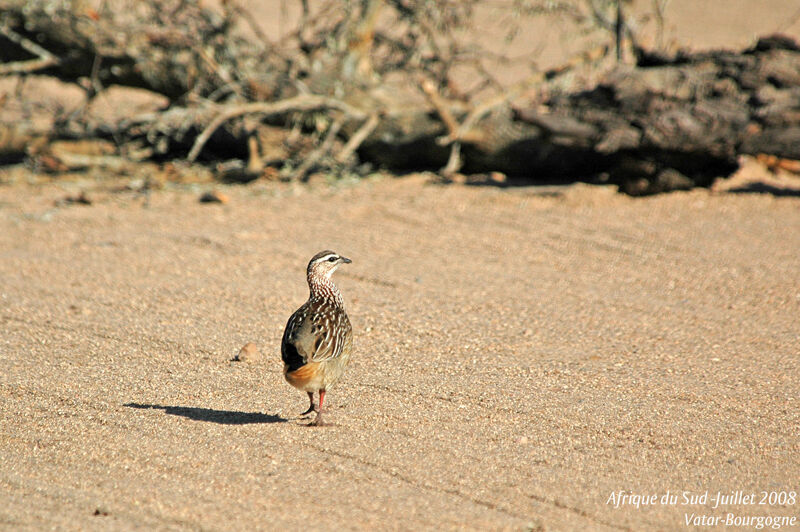 Francolin huppé