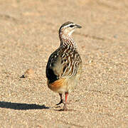 Francolin huppé