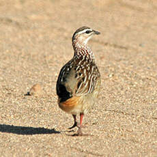 Francolin huppé