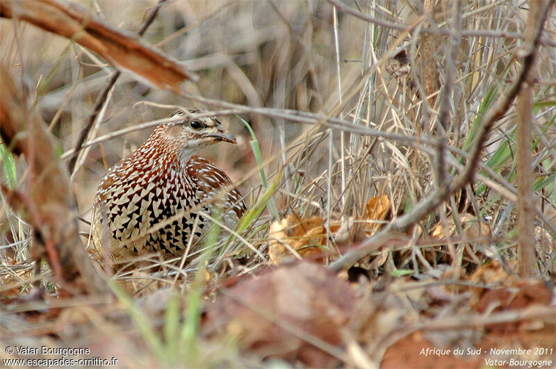 Francolin huppé