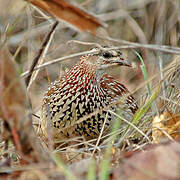 Crested Francolin