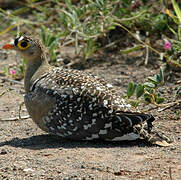 Double-banded Sandgrouse