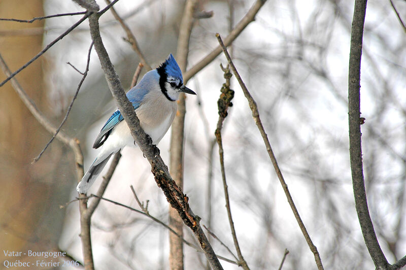 Blue Jay