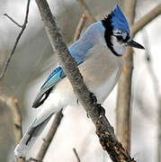 Blue Jay