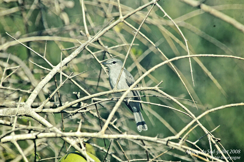 Ashy Flycatcher