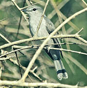 Ashy Flycatcher