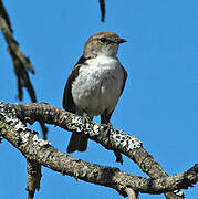 Marico Flycatcher