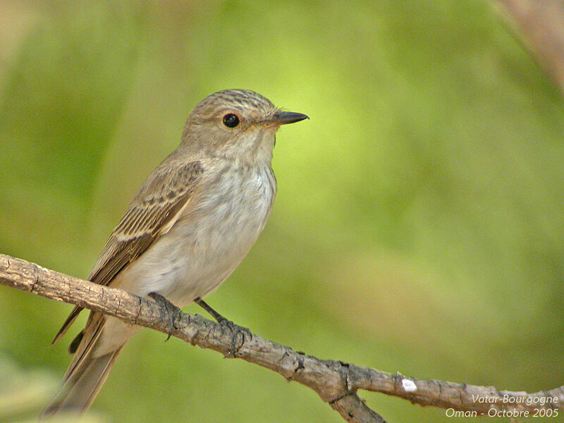 Spotted Flycatcher