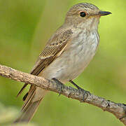 Spotted Flycatcher