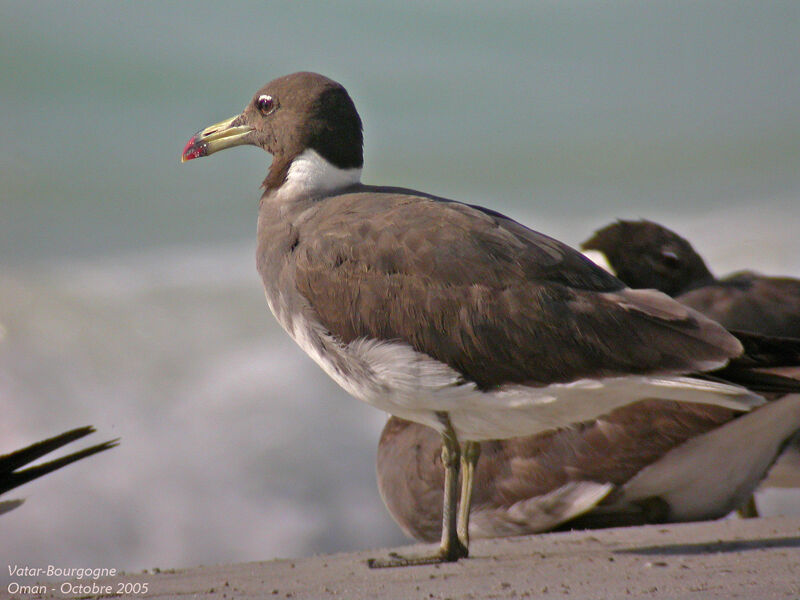 Sooty Gull