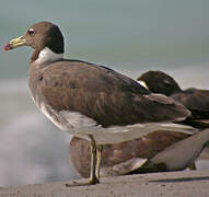 Sooty Gull