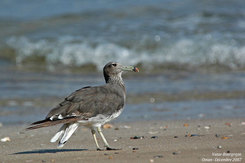 Sooty Gull