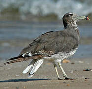 Sooty Gull