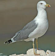 Caspian Gull