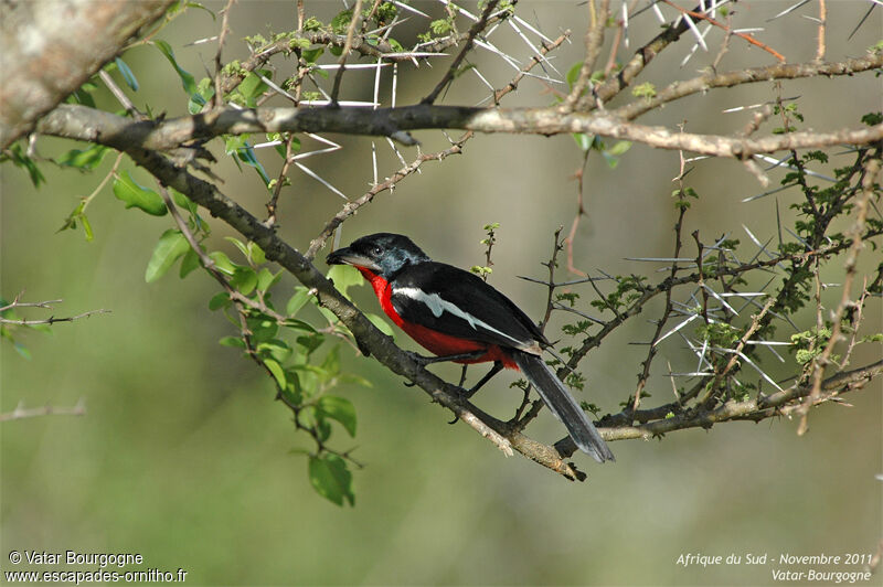 Crimson-breasted Shrike