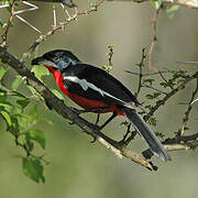 Crimson-breasted Shrike