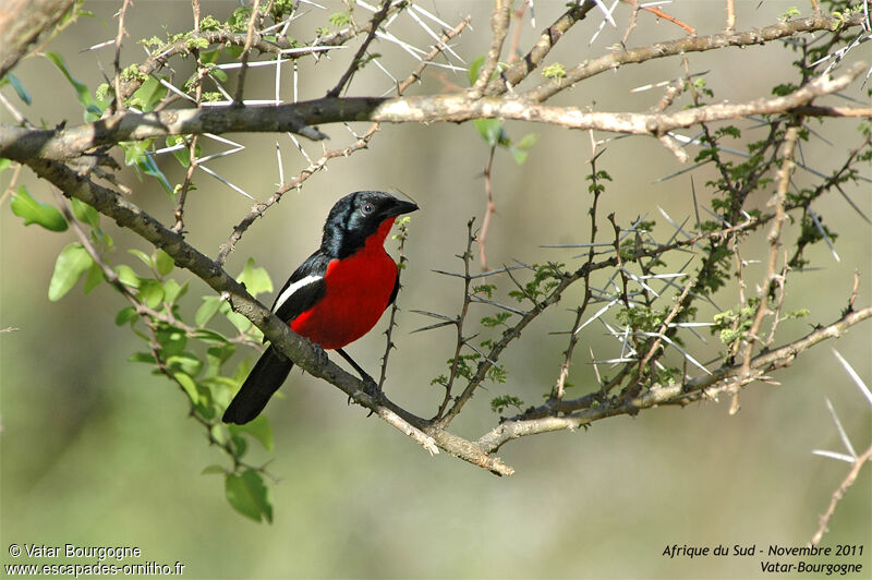 Crimson-breasted Shrike