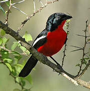 Crimson-breasted Shrike