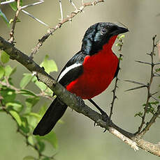 Gonolek rouge et noir