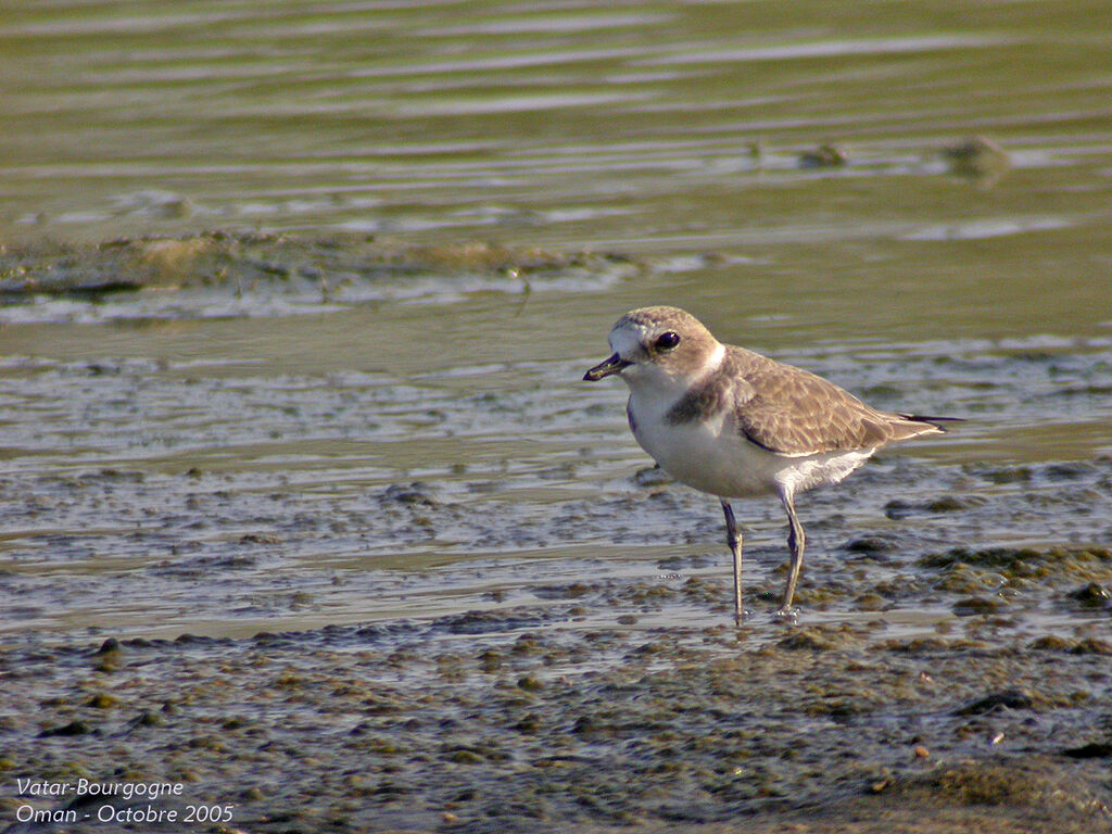 Kentish Plover