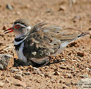 Three-banded Plover