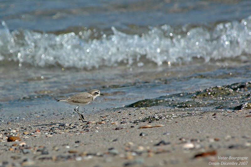 Lesser Sand Plover