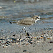 Siberian Sand Plover