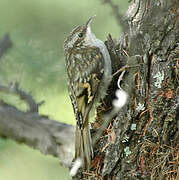 Eurasian Treecreeper